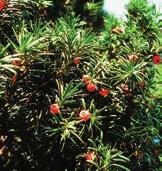 nicht abgebildet: Kümmel-Haarstrang (Peucedanum carvifolia) Als in Oberösterreich ausgestorben oder verschollen geltend.