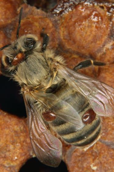 Honigbiene: eine bedrohte Art Die Honigbiene ist als wildlebendes