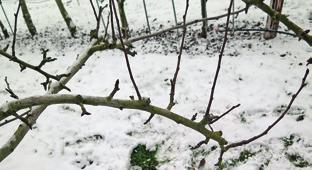 Steinobstbäume formieren schneiden Die Spindel ist auch bei den Kirschen- Zwetschgenbäumen die am meisten verwendete Baumform. Der Aufbau die Formierung erfolgen ähnlich wie beim Apfelbaum.