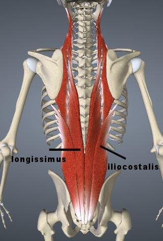 iliocostalis: Kreuzbein, hintere Darmbeinschaufel Longissimus: Seit- und Rückwärtsneigung iliocostalis: Seitwärtsneigung der