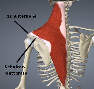 M. trapezius (Video: https://goo.