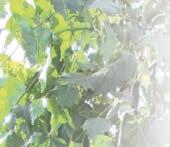 Acer platanoides 'Globosum' H C 30 Sth. 2,00 8-10 H C 30 Sth.