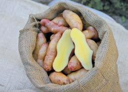 Beachten Sie bitte, dass neben der richtigen Sortenwahl immer auch die Anbaubedingungen Einfluss auf die Kocheigenschaften einer Kartoffel haben.