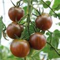 Extraauftrag Frühjahrslieferung Pflanzen Tomaten Tomaten (Solanum lycopersicum) Die Urform der Tomate kommt aus Südamerika und wurde in Mexiko zur Kulturpflanze.