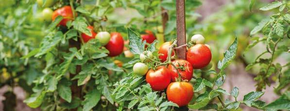 Tomate Celsior Celsior ist eine starkwüchsige Sorte mit kleinen, länglichen Früchten. Sie liefert in den meisten Jahren bis zum ersten Frost reife Tomaten. Demeter Bestell-Nr.