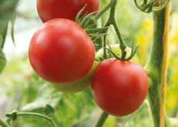 210026 Tomate Olena Ukrainien Sehr produktive, große Fleischtomate mit saftigen, pink/rosafarbenen Früchten mit wenig Kernen.