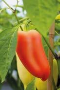 Wird regelmäßig geerntet, so setzt die Pflanze mehr Früchte an. Wer die Früchte in ihrer vollreifen Farbe ernten möchte, braucht etwas mehr Geduld.