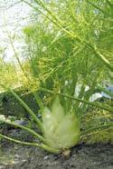 291232 VPE 6 Pflanzen 0,83 / Pflanze ab 12 Pflanzen 0,74 / Pflanze Zuckermais Golden Bantam Zuckermais ist frostempfindlich und sollte bis Mitte Mai im Haus stehen oder, im Garten eingepflanzt, mit
