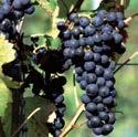 255512 18,90 Weinreben (Vitis vinifera) Weinstöcke sind bei guter Pflege starkwüchsig und stehen mindestens 25 Jahre.