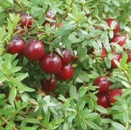 Als Grunddüngung empfiehlt sich ein Beerendünger, z.b. von Oscorna. Pflanzung: Getopfte Beerensträucher können ganzjährig gepflanzt werden.