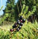 Bluecrop bringt hohe Erträge an festen, gut haltbaren Früchten und wird häufig im Erwerbsanbau genutzt. Ernte: Ende Juli bis August, lange Ernteperiode. ca.
