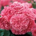Bodendeckerrose Pink Swany Starkwüchsige, frostharte Bodendeckerrose mit flachgefüllten Blüten und breitem, auslandendem Wuchs. Wuchshöhe: 40 50 cm, 3-l-Topf, Bioland Bestell-Nr.