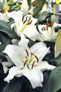 330114 Gladiole Mascagni Signalrote Blüte von Juni bis September. Erreicht eine Höhe von bis zu 120 cm.
