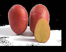 161013 Orla Irland Orla hat von allen Frühkartoffeln die höchste Resistenz gegen Krautfäule, dazu eine hohe Resistenz gegen Kartoffelschorf.