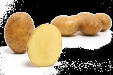 Ihre Anfälligkeit für die üblichen Kartoffelkrankheiten ist sehr gering, und gegen mechanische Beschädigungen ist sie unempfindlich.