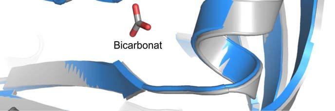 Stoffwechsel-Regulierung Dabei stellt sich allerdings unter anderem das folgende Problem: Die Moleküle des Bikarbonats setzen sich aus nur wenigen Atomen zusammen.
