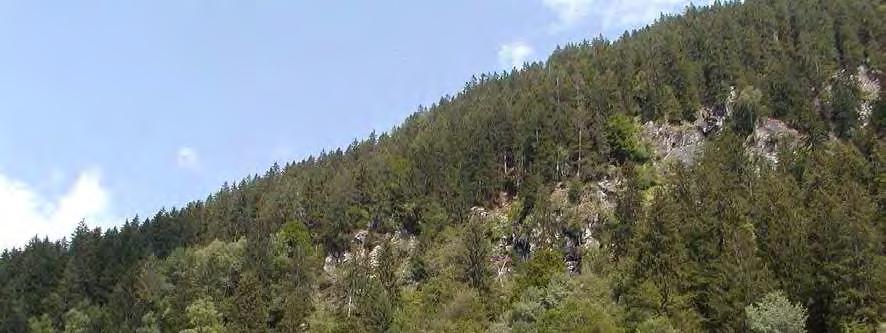 Laubwaldhain und Felsfluren der Plattalva und Wisswand (Biotop 11004) 5,9 ha Beschreibung: Es handelt sich bei diesem Biotop einerseits um einen laubholzreichen Streu- und Nutzwald, der einen
