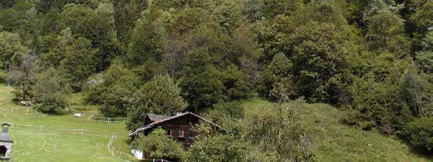 Es handelt sich um einen biologisch und kulturhistorisch wertvollen Biotopkomplex, da dieser Laubbaumbestand einer der letzten typischen Laubstreuwälder im Montafon ist.