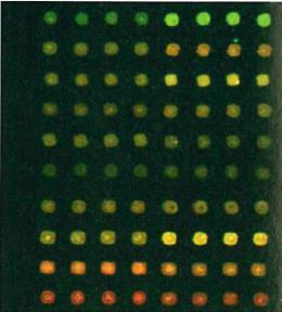 Inhalt der Vorlesung Was sind DNA-Microarrays Einsatzmöglichkeiten für DNA-Microarrays Microarrays für die Expressionsanalyse SNP-Analyse mit Microarrays Untersuchung der