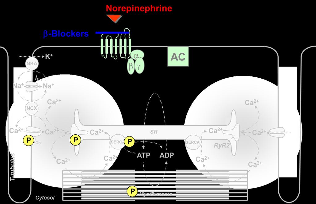 Intrinsischer Effekt von Betablocker auf die Rezeptor-Aktivität Im Herz bindet Noradrenalin an b- adrenerge Rezeptoren, was zur Erhöhung des camp-spiegels führt.