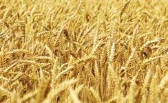 Getreide FUNGIZIDE Champion Der beste Start für eine gute Ernte Wirksam gegen gefährliche Halmbasis- u.