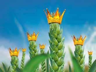 Getreide FUNGIZIDE Osiris Maximale Sicherheit für Blatt und Ähre Stärkste Azol-Kombination mit zwei Wirkstoffen Sehr breites Wirkungsspektrum Sehr schnelle kurative und lang anhaltende Wirkung