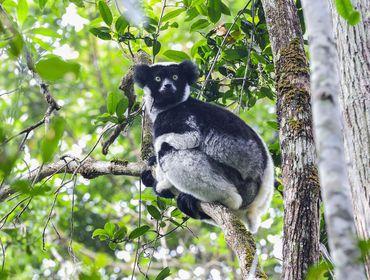 8. Tag: Auf Tuchfühlung mit Lemuren und dem Indri-Indri Am frühen Morgen brechen wir zu einer Wanderung im Analamazaotra Schutzgebiet auf und begegnen der größten Halbaffen-Art Madagaskars: dem