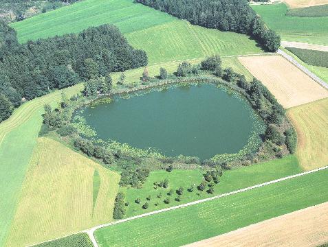 Bibersee, Fronreute Kurzdaten Wasserfläche: 3,2 ha Einzugsgebiet: 66 ha (80% landwirtschaftliche Fläche) Max.