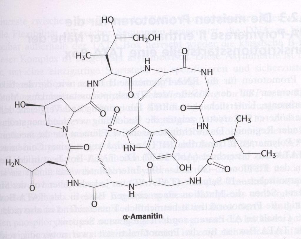 Das α Amanitin: Ein zyklisches Oktapeptid, das