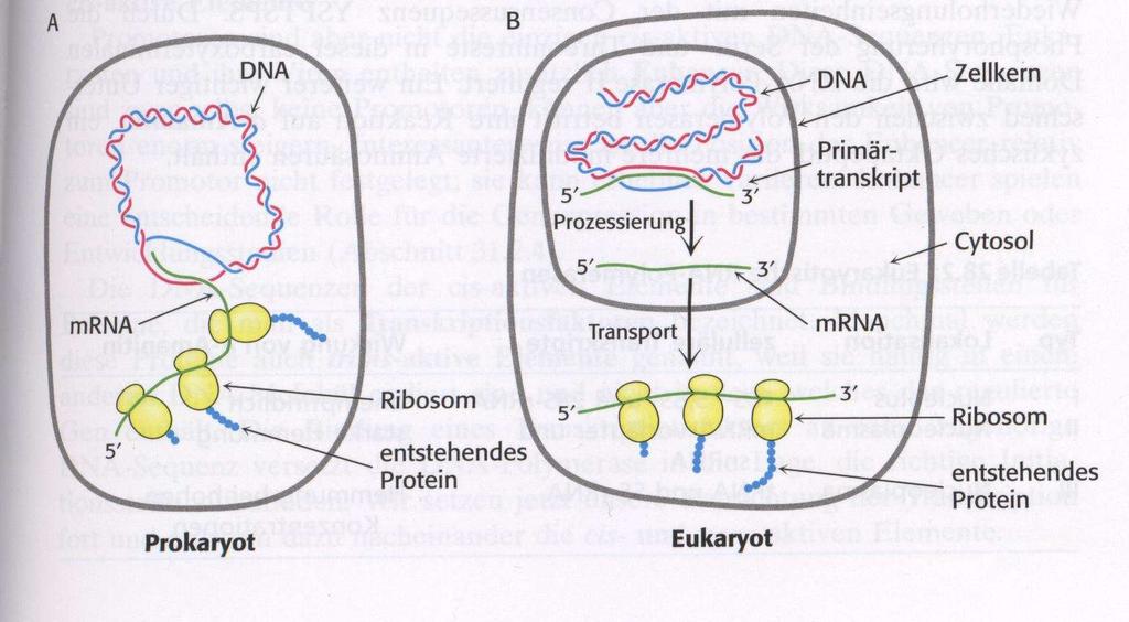 Unterschiede zwischen Pro - und Eukaryoten I: Bei Eukaryoten ist im Gegensatz zu