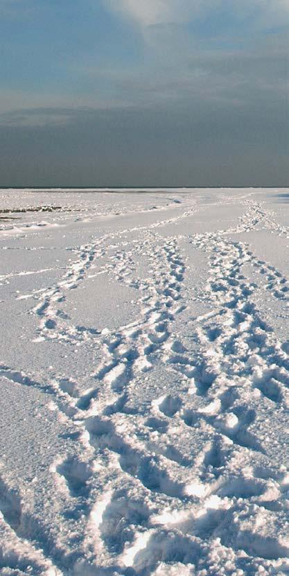 Spiekeroog im Winter: Unser Wattenmeer und unsere Natur sind einzigartig und im Winter genauso berauschend schön wie im Sommer.