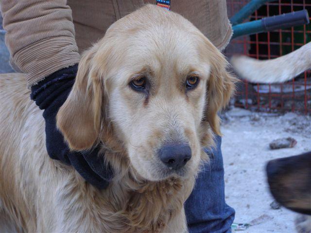 JUSTIN ist ein ca. 1-jähriger sehr hübscher und relativ grosser Retrieverrüde der gemeinsam mit vielen anderen Hunden aus der Tötungsstation freigekauft worden ist.