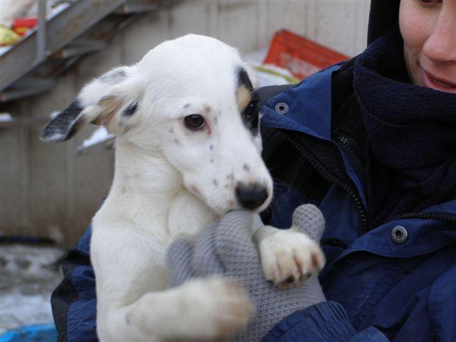MINNA ist eine ca. 12 Wochen alte Dalamtinermixhündin, die gemeinsam mit vielen anderen Hunden aus der Tötung freigekauft worden ist.