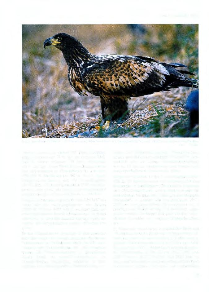 Corax 19, Sonderheft I (2002) Junger Seeadler im 1. Winter (= 2. Kalenderjahr). Man beachte die dunkle Schnabelfärbung und die Zeichnung des Kleingefieders. Foto: L.