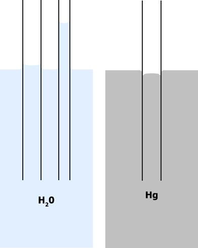 Kapillarität Verhalten von Flüssigkeiten in Kapillaren (enge Röhren oder Hohlräumen) Wasser Adhäsionskräfte >