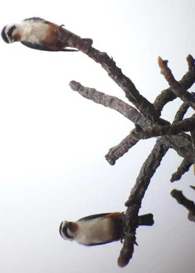 Falconidae Rotkehlfälkchen Collared Falconet Microhierax caerulescens 10.03.2017: 4 Ind.