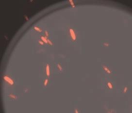 required for diatom-bacteria interactions, Betreuer: Frank-Oliver Glöckner Technische Universität Darmstadt Karl-Ludwig von Lager: Selektion und Charakterisierung von RNA-Aptameren zur Genregulation