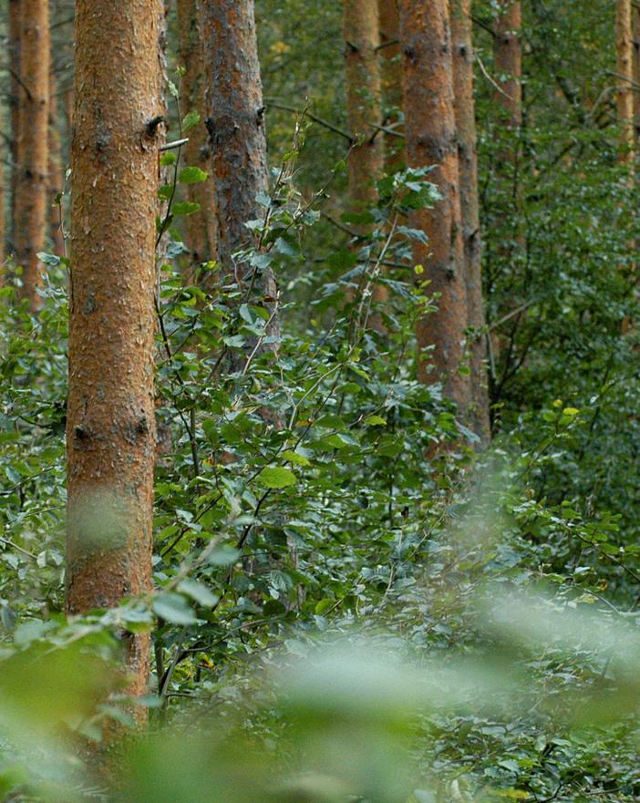 - 2 - Warnstufe Rot in deutschen Wäldern - Borkenkäfer fliegen bald wieder aus Ein Borkenkäferweibchen legt im Schnitt 60-80 Eier ab, maximal bis zu 150 Eier, im Idealfall entwickeln sich daraus 100