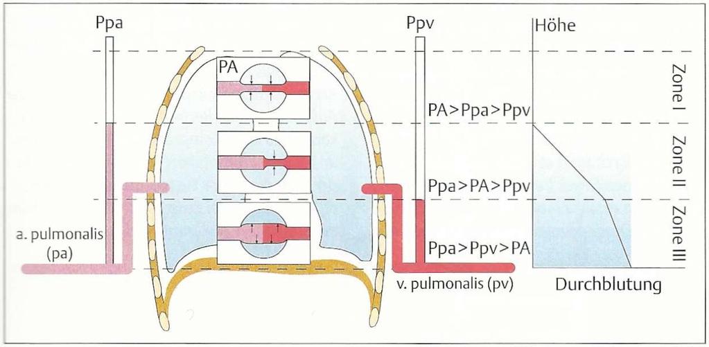 2.4.1 Zonen-Modell nach West Sarah Studer Der Durchmesser der Lungenkapillaren wird durch den im Lungenkreislauf herrschenden Perfusionsdruck (Ppa) sowie den Alveolardruck (PA) bestimmt.