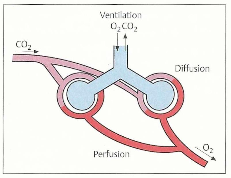 2.3 Pulmonaler Gasaustausch Sarah Studer Für den pulmonalen Gasaustausch sind die in der nachfolgenden Abbildung hervorgehobenen drei Komponenten von Bedeutung.