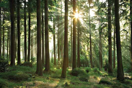 In Produkt Brettsperrholz lassen sich auch besondere statische Herausforderungen wirtschaftet der Forstbetrieb eine Fläche von 0.000 ha mit einem jährlichen max.