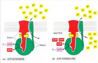 ATP-Synthase Abbau des Gradienten http://willience.
