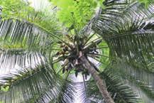 Kokosöl nativ hoch erhitzbar, angenehme Kokosnote Kokosfett mild hoch erhitzbar, geschmacksneutral Das Rapunzel Kokosöl nativ ist naturbelassen und bringt eine leichte und angenehme Kokosnote in Ihre