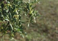 = geschützte Ursprungsbezeichnung, garantiert die Herkunft der Oliven aus einem bestimmten
