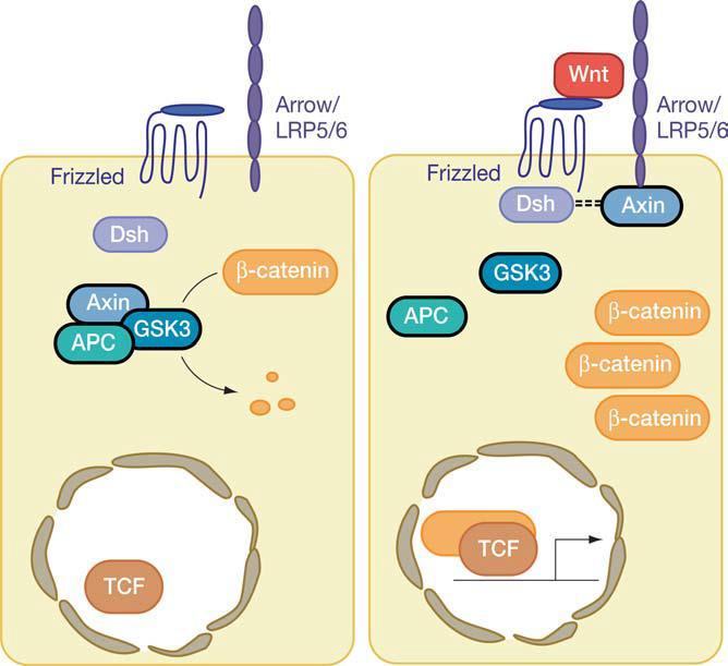 Einleitung 7 kinase-3ß) und Axin von der GSK3ß phosphoryliert und anschließend in einem Proteasom abgebaut (17). Erfolgt aber die Bindung von Wnt an den Frizzled- Rezeptor startet der sog.