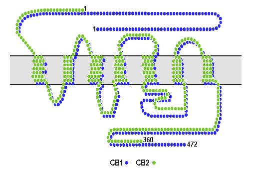 Komponenten des (Endo-)Cannabinoid- Systems Anandamid + 2-AG = Endocannabinoide Enzymatischer Abbau binden die gleichen Rezeptoren wie THC aus