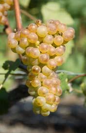 Entdecken Sie den Fendant Geführte Wanderung auf dem Weinweg mit Degustation von drei Fendant Etoile d or «Sélection Vins du Valais» im Herzen des Rebbergs.