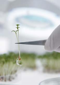 Daher sind innovative molekularbiologische Methoden eine zukunftsweisende Ergänzung im Werkzeugkasten der Pflanzenzüchtung.