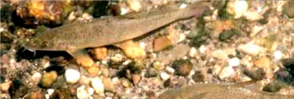 Uferrenaturierung Forelle Äsche Groppe Fischarten, die von