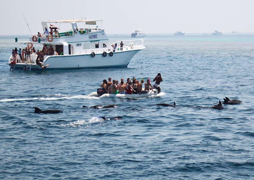 wenige Meter an die Tiere heran fotos: Care for Dolphins, Heinz Krimmer, Dolphin Watch Alliance sein, sie vielleicht gar berühren zu können. Es ist wirklich unglaublich.